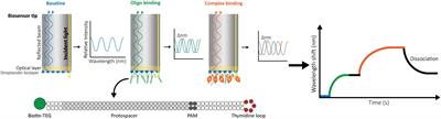 Bio-Layer Interferometry Analysis of the Target Binding Activity of CRISPR-Cas Effector Complexes